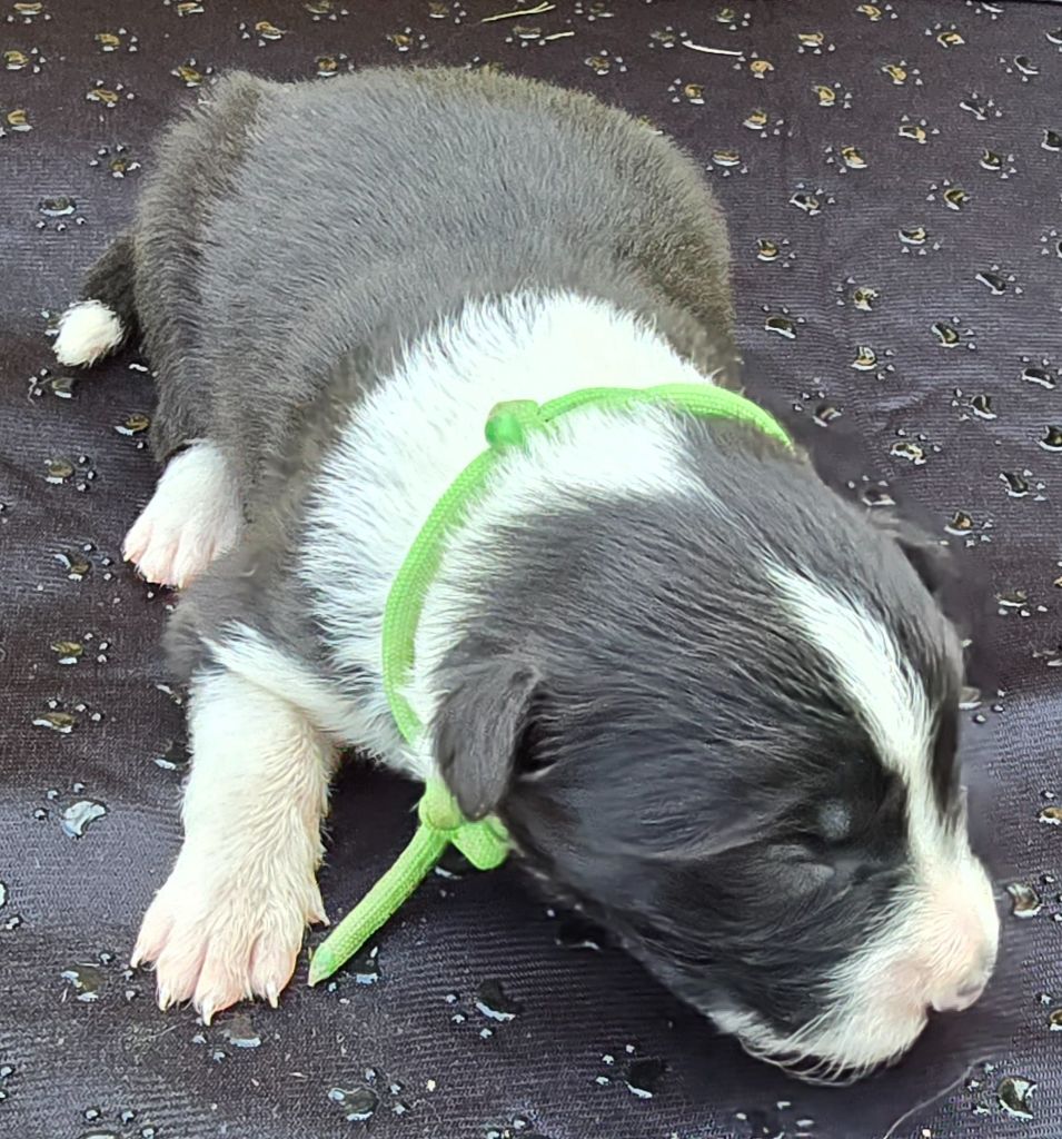 du Paradis des P'tits Cracks - Chiots disponibles - Border Collie