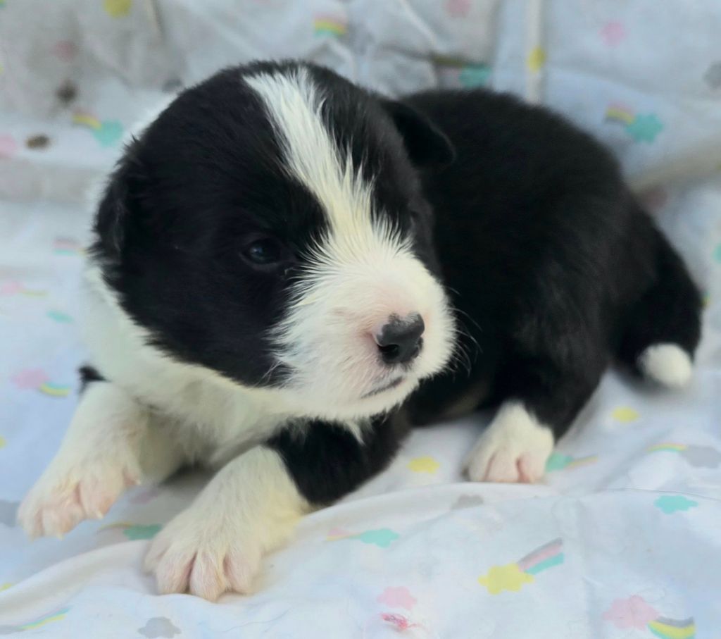 du Paradis des P'tits Cracks - Chiots disponibles - Border Collie
