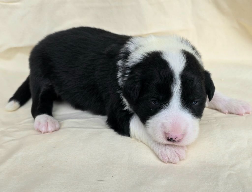 du Paradis des P'tits Cracks - Chiots disponibles - Border Collie