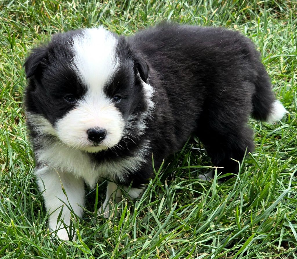 du Paradis des P'tits Cracks - Chiots disponibles - Border Collie
