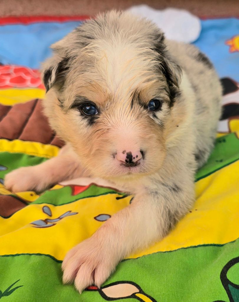 du Paradis des P'tits Cracks - Chiots disponibles - Border Collie
