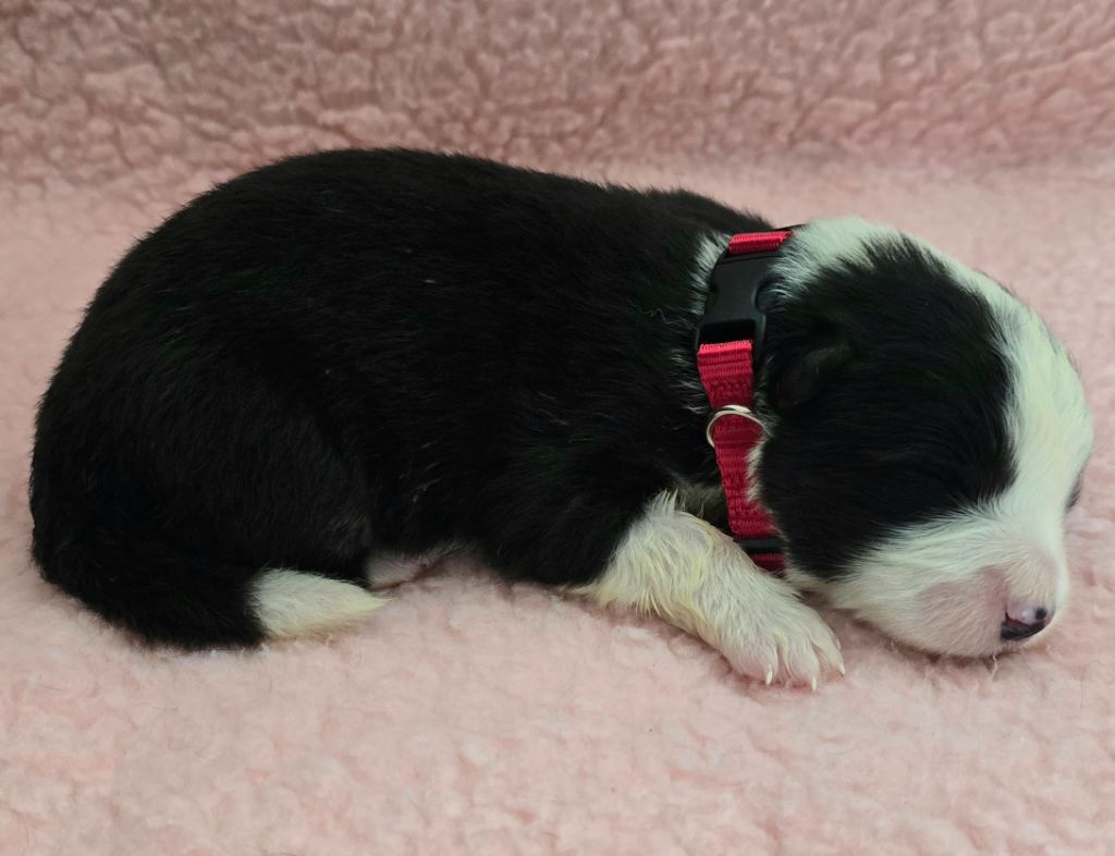 du Paradis des P'tits Cracks - Chiots disponibles - Border Collie