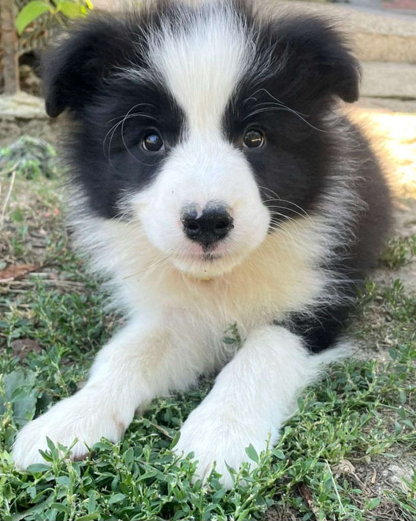 * CHIOT 2 MÂLE NOIR ET BLANC *