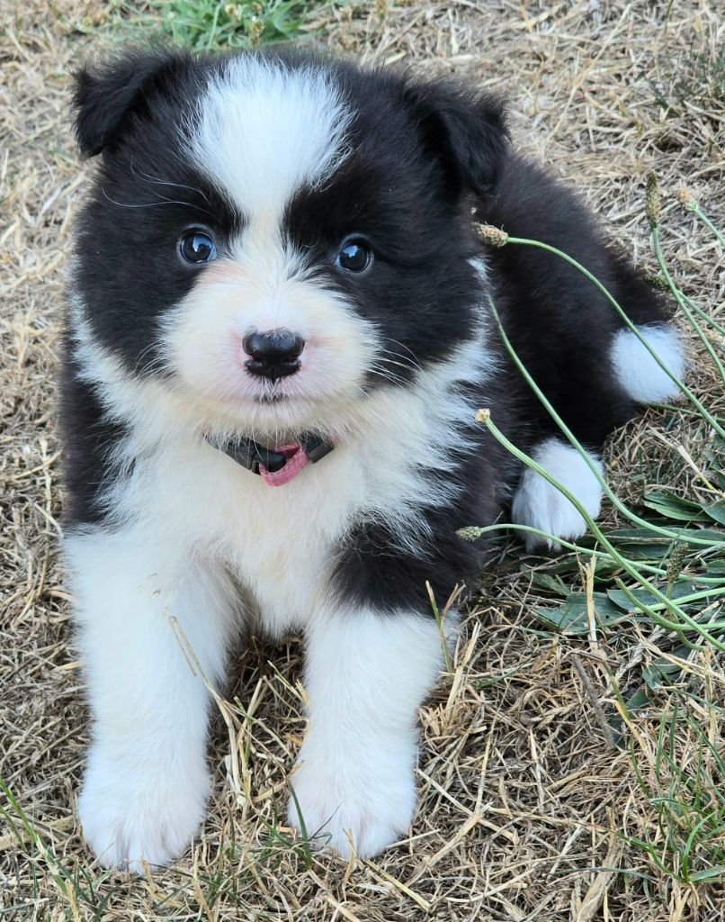 du Paradis des P'tits Cracks - Chiots disponibles - Border Collie