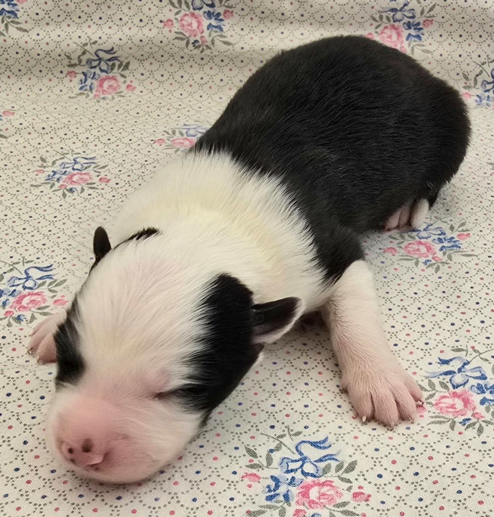 du Paradis des P'tits Cracks - Chiots disponibles - Border Collie