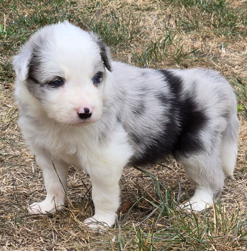 du Paradis des P'tits Cracks - Chiots disponibles - Border Collie