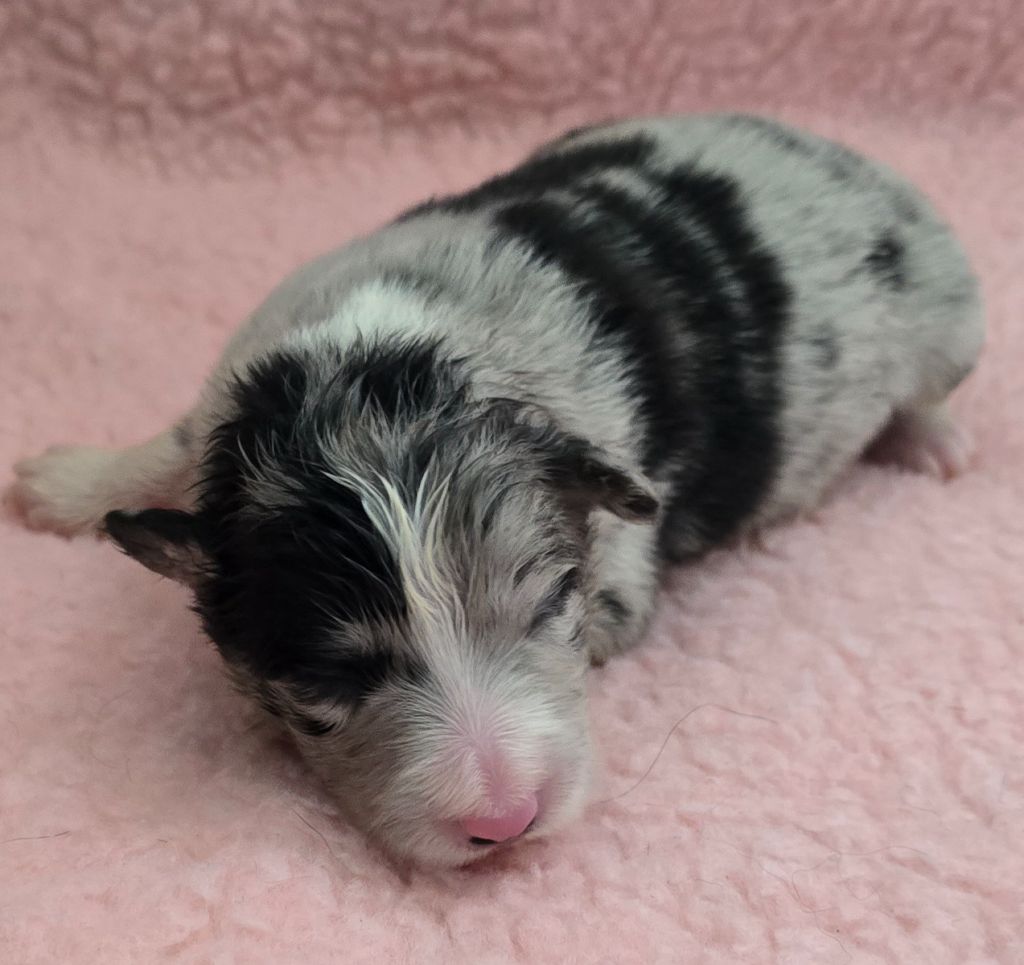 du Paradis des P'tits Cracks - Chiots disponibles - Border Collie