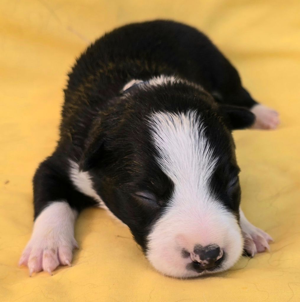 du Paradis des P'tits Cracks - Chiots disponibles - Border Collie