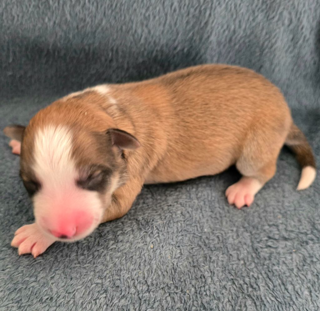 du Paradis des P'tits Cracks - Chiots disponibles - Border Collie