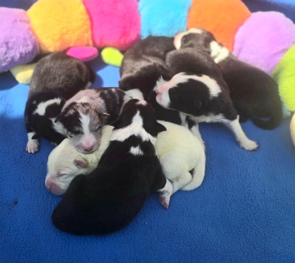 Chiot Border Collie du Paradis des P'tits Cracks