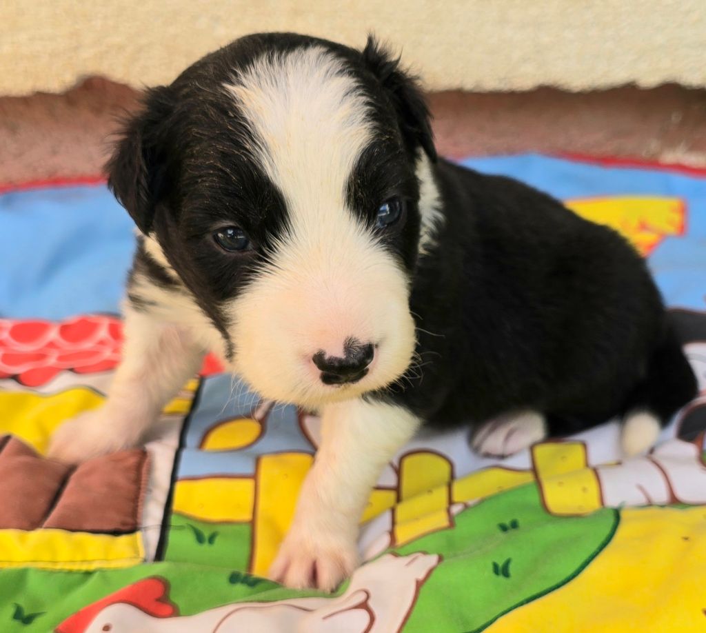 du Paradis des P'tits Cracks - Chiots disponibles - Border Collie