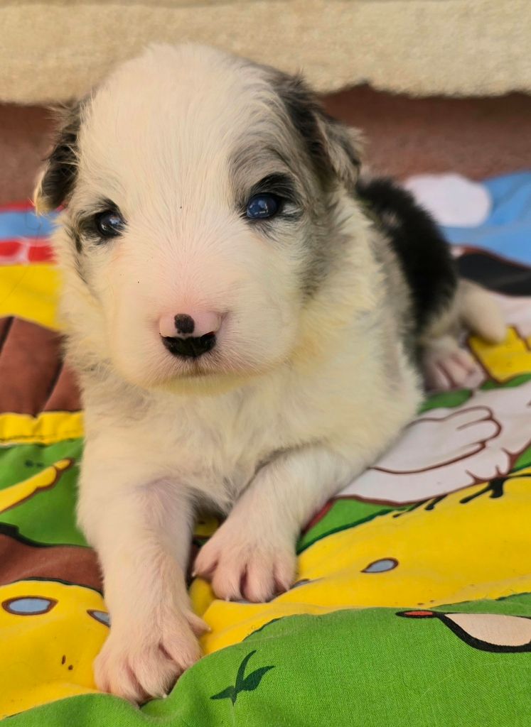 du Paradis des P'tits Cracks - Chiots disponibles - Border Collie