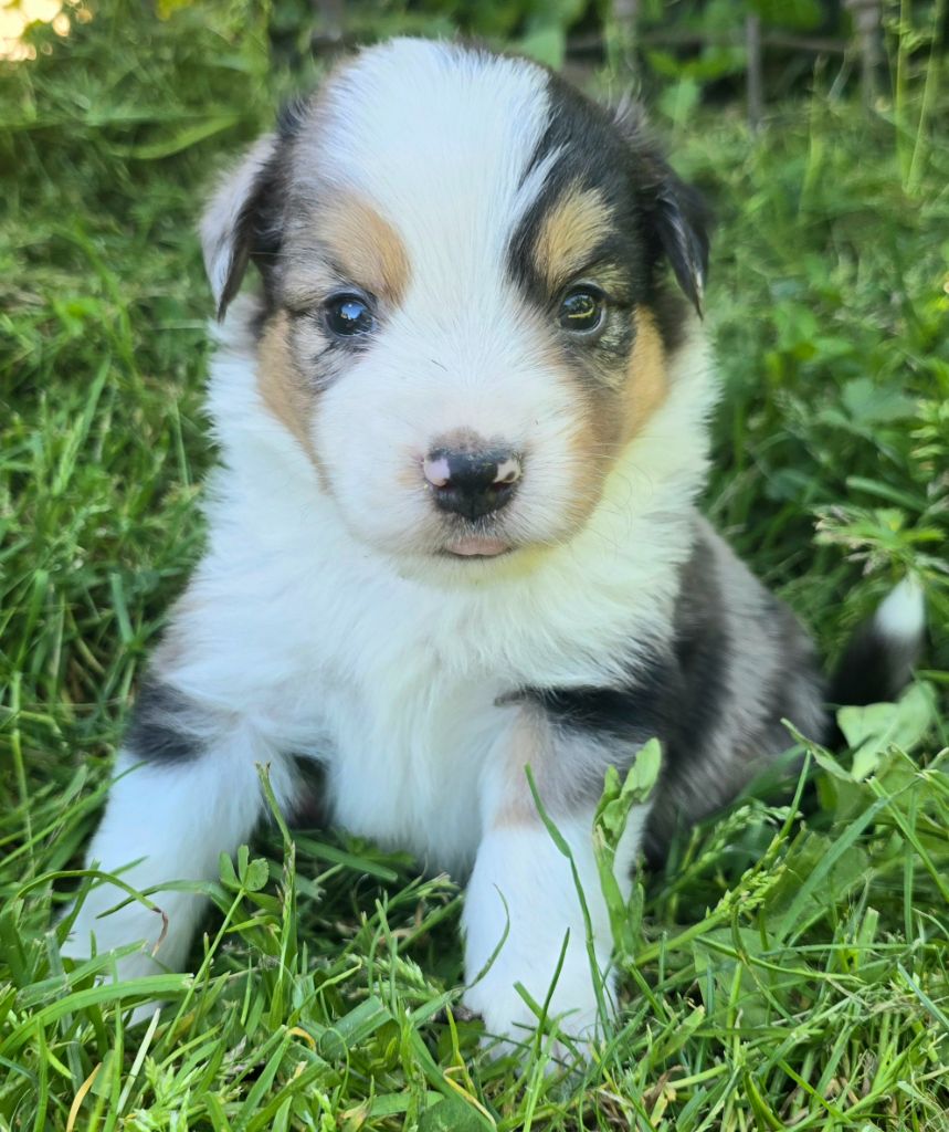 du Paradis des P'tits Cracks - Chiots disponibles - Berger Américain Miniature 