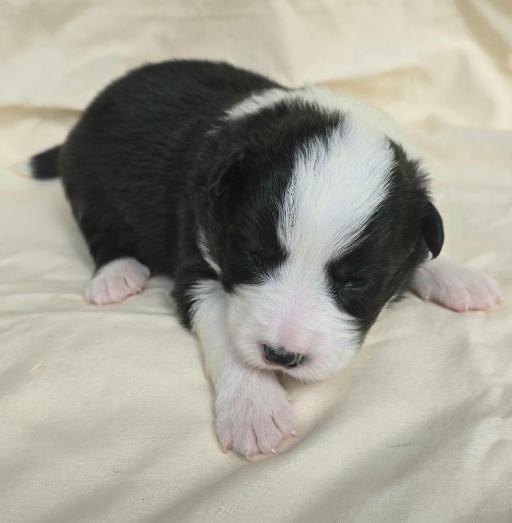 du Paradis des P'tits Cracks - Chiots disponibles - Border Collie