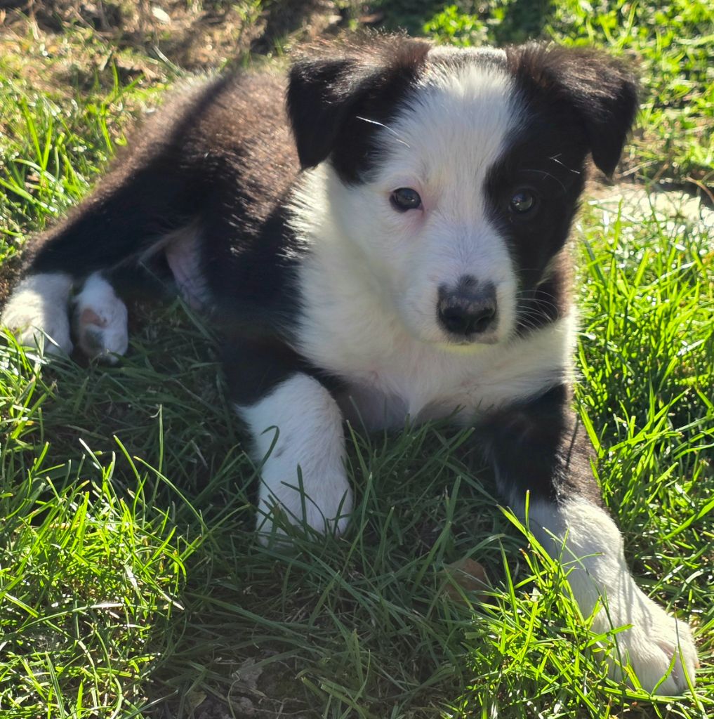 du Paradis des P'tits Cracks - Chiots disponibles - Border Collie