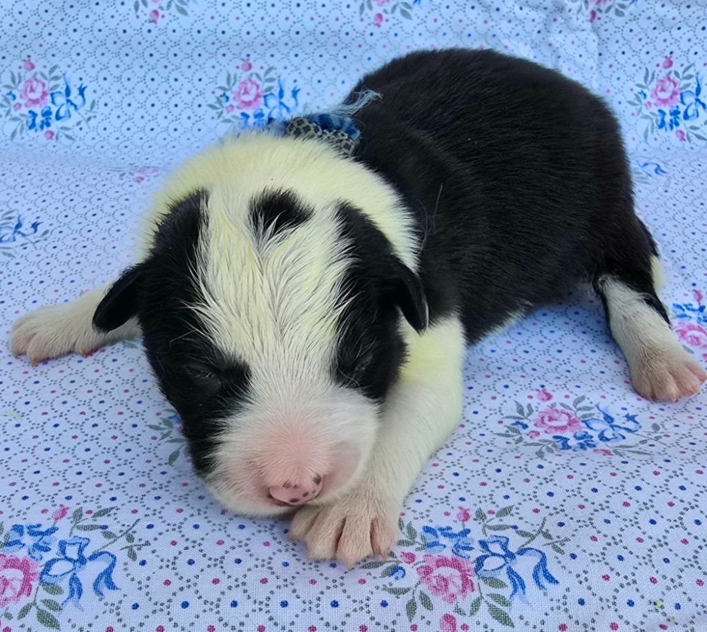 du Paradis des P'tits Cracks - Chiots disponibles - Border Collie