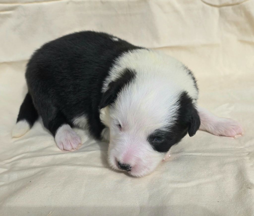 du Paradis des P'tits Cracks - Chiots disponibles - Border Collie