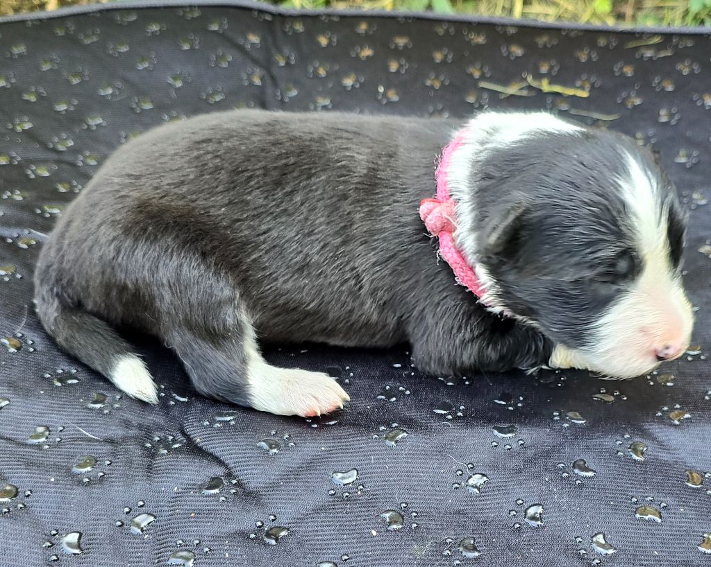 du Paradis des P'tits Cracks - Chiots disponibles - Border Collie