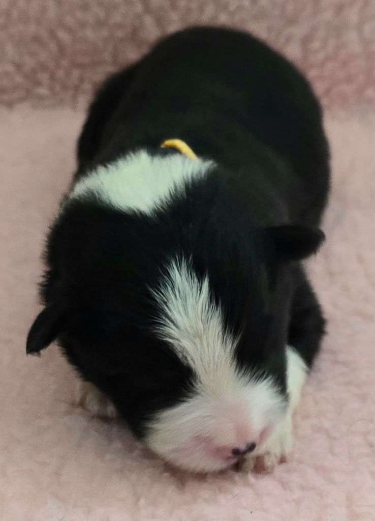 du Paradis des P'tits Cracks - Chiots disponibles - Border Collie
