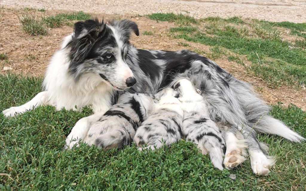 Chiot Border Collie du Paradis des P'tits Cracks