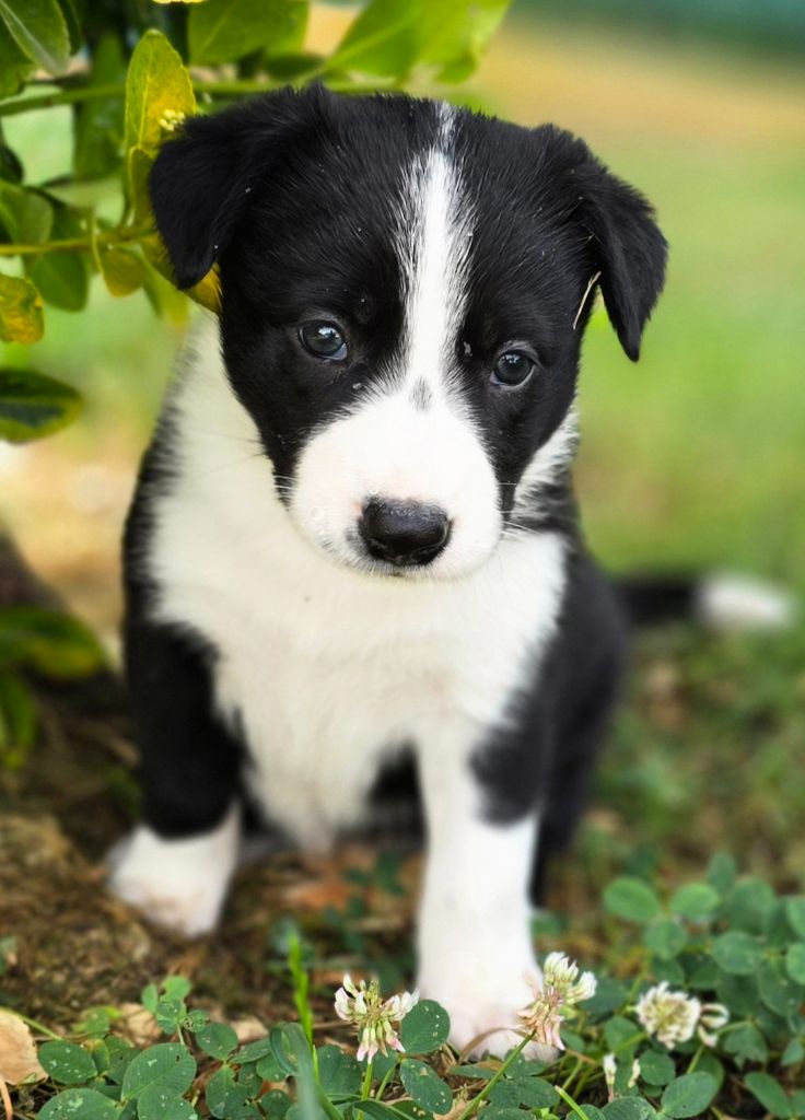du Paradis des P'tits Cracks - Chiots disponibles - Border Collie