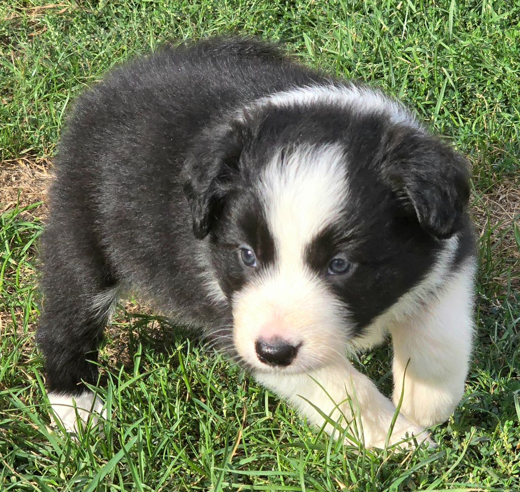 du Paradis des P'tits Cracks - Chiots disponibles - Border Collie