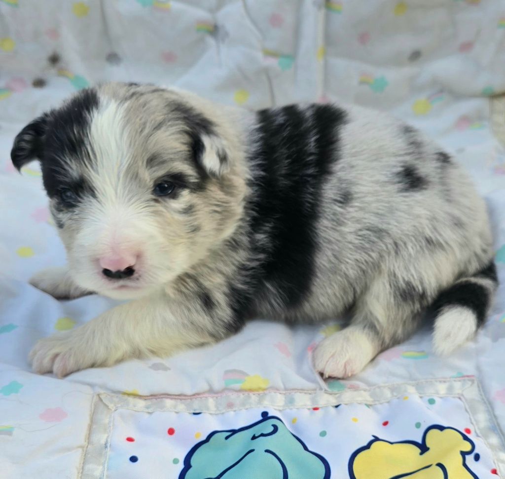du Paradis des P'tits Cracks - Chiots disponibles - Border Collie