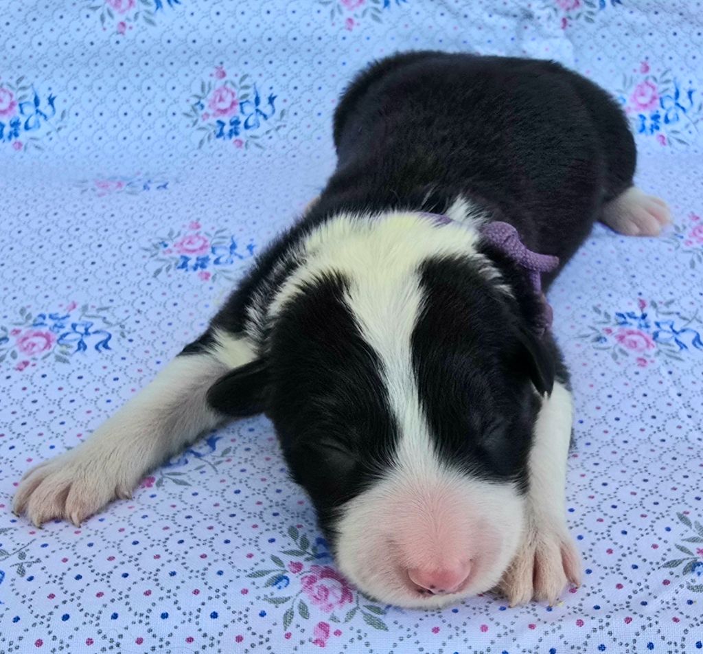 du Paradis des P'tits Cracks - Chiots disponibles - Border Collie