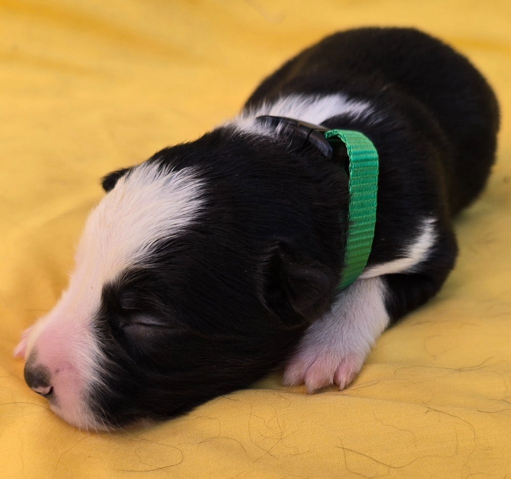 du Paradis des P'tits Cracks - Chiots disponibles - Border Collie