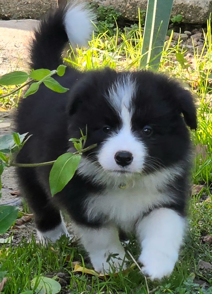 du Paradis des P'tits Cracks - Chiots disponibles - Border Collie