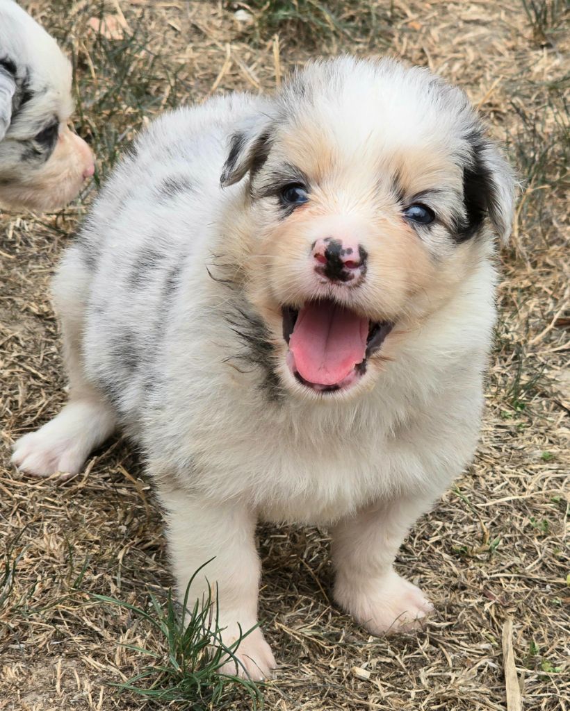 du Paradis des P'tits Cracks - Chiots disponibles - Border Collie