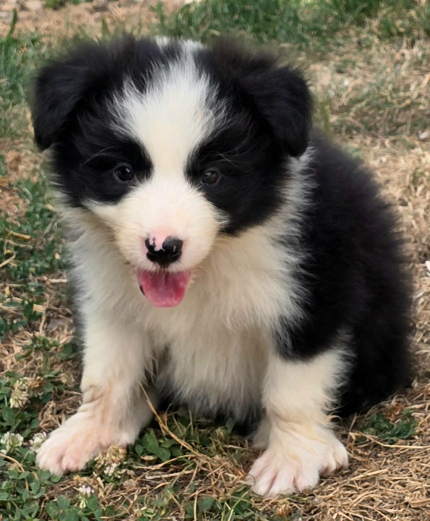 du Paradis des P'tits Cracks - Chiots disponibles - Border Collie