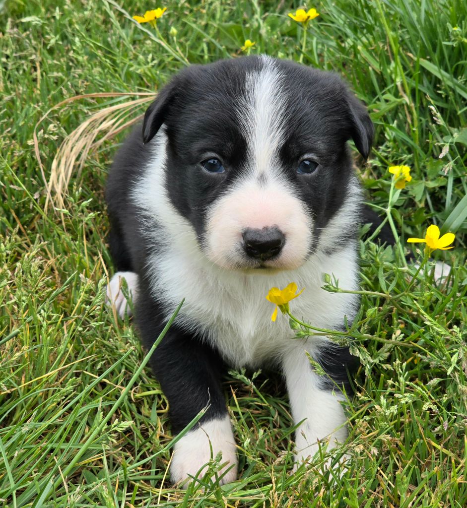 du Paradis des P'tits Cracks - Chiots disponibles - Border Collie
