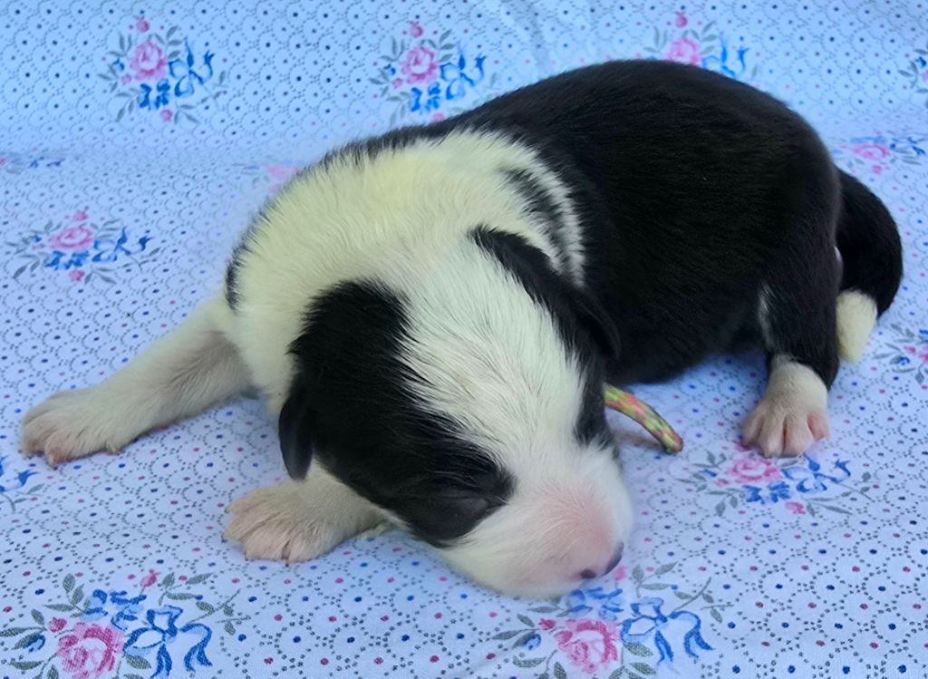 du Paradis des P'tits Cracks - Chiots disponibles - Border Collie