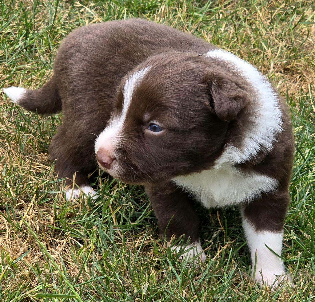 du Paradis des P'tits Cracks - Chiots disponibles - Border Collie