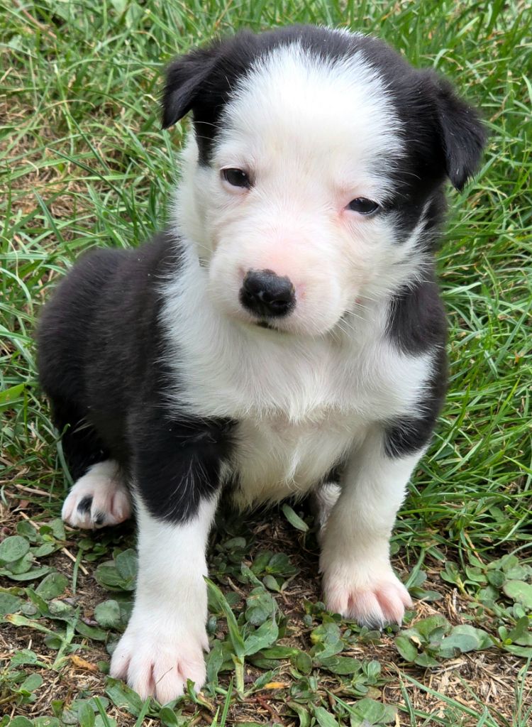 du Paradis des P'tits Cracks - Chiots disponibles - Border Collie