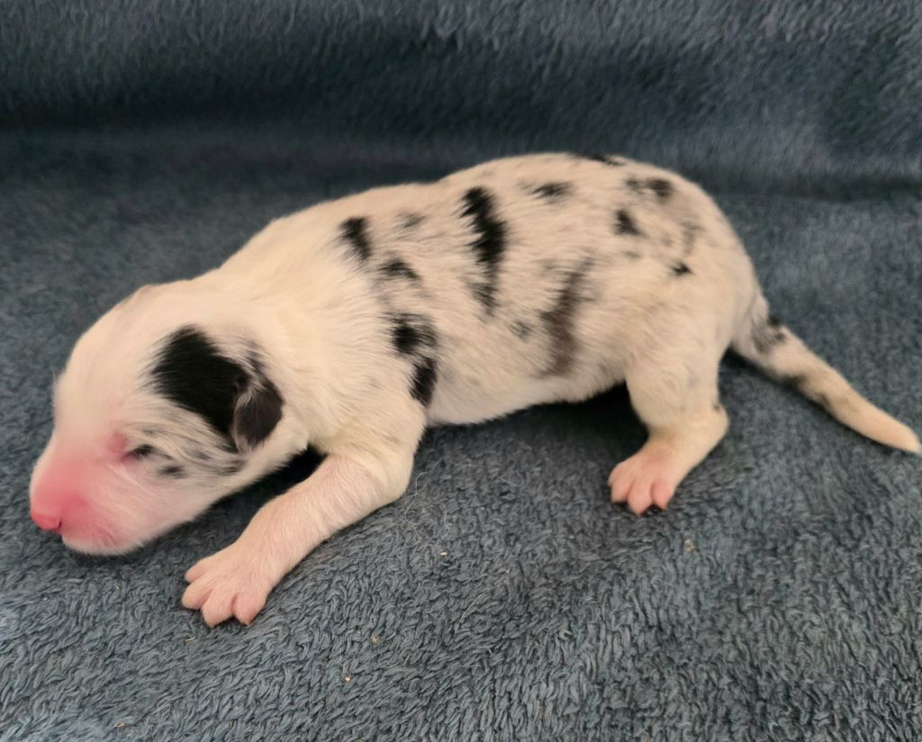 du Paradis des P'tits Cracks - Chiots disponibles - Border Collie