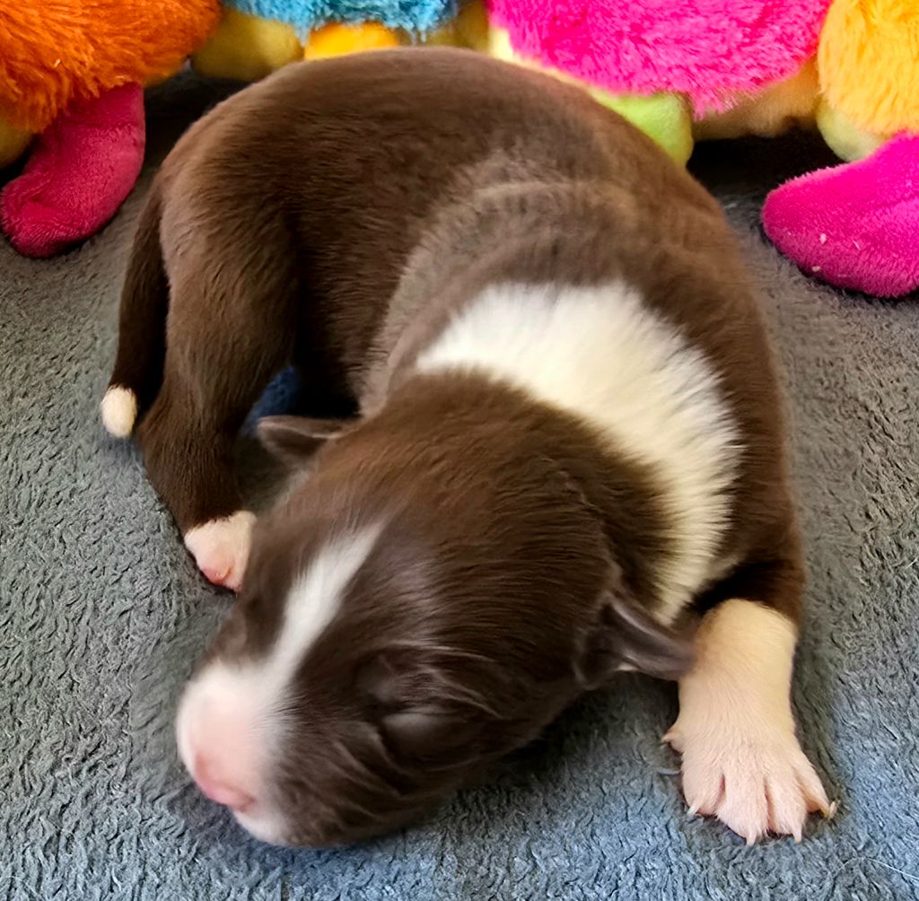 du Paradis des P'tits Cracks - Chiots disponibles - Border Collie