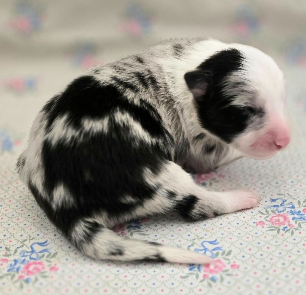 du Paradis des P'tits Cracks - Chiots disponibles - Border Collie