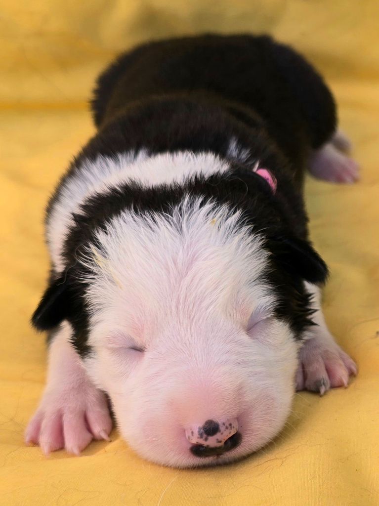 du Paradis des P'tits Cracks - Chiots disponibles - Border Collie