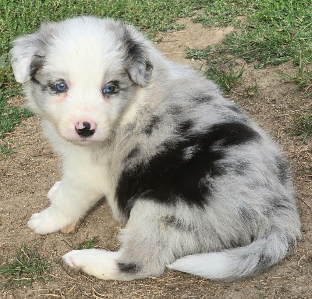 du Paradis des P'tits Cracks - Chiots disponibles - Border Collie