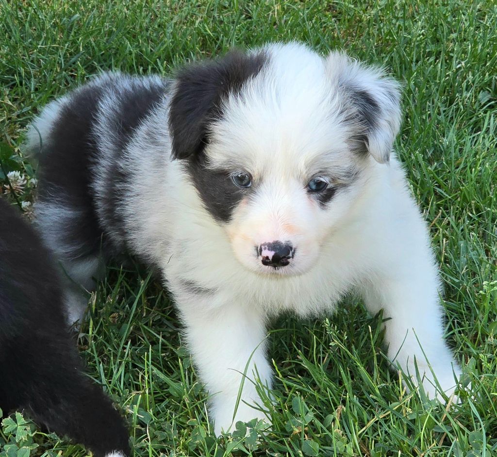 du Paradis des P'tits Cracks - Chiots disponibles - Border Collie