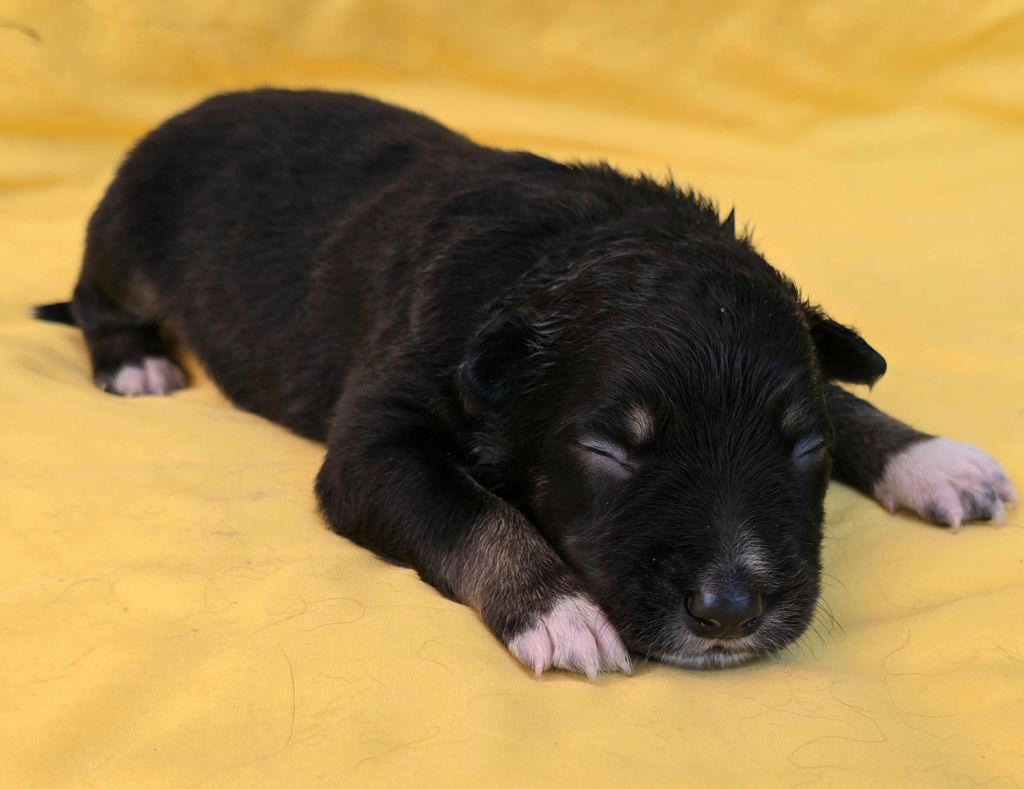 du Paradis des P'tits Cracks - Chiots disponibles - Border Collie