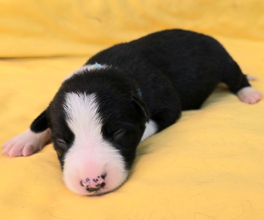 du Paradis des P'tits Cracks - Chiots disponibles - Border Collie