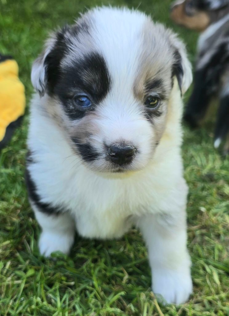 du Paradis des P'tits Cracks - Chiots disponibles - Berger Américain Miniature 