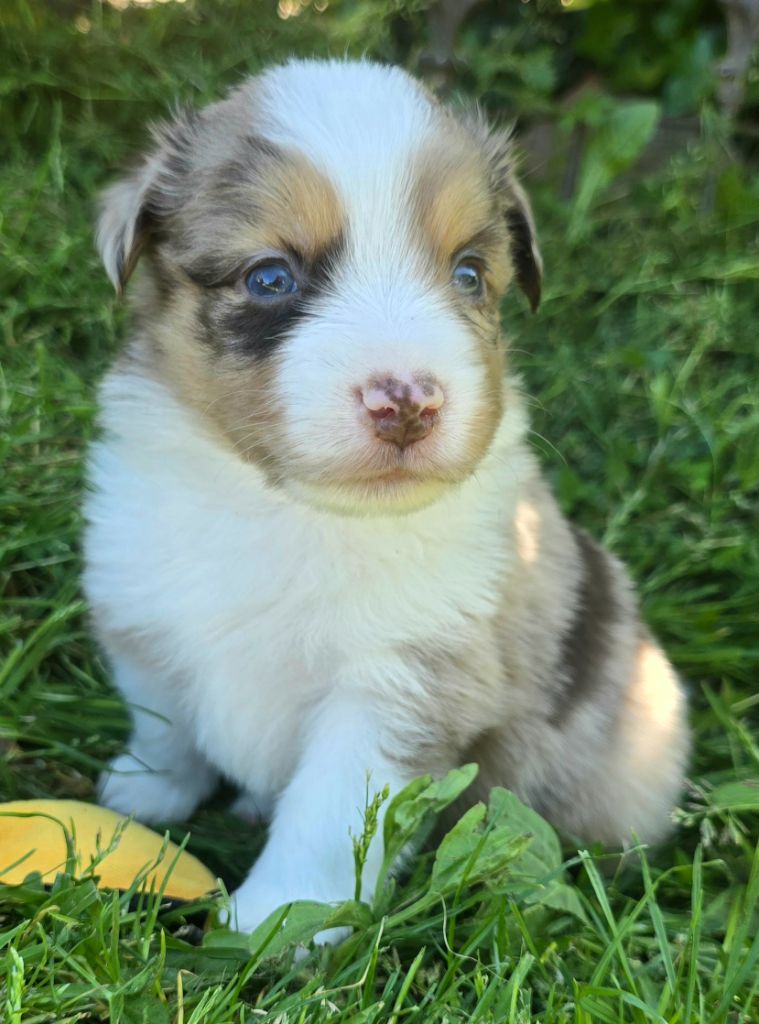 du Paradis des P'tits Cracks - Chiots disponibles - Berger Américain Miniature 