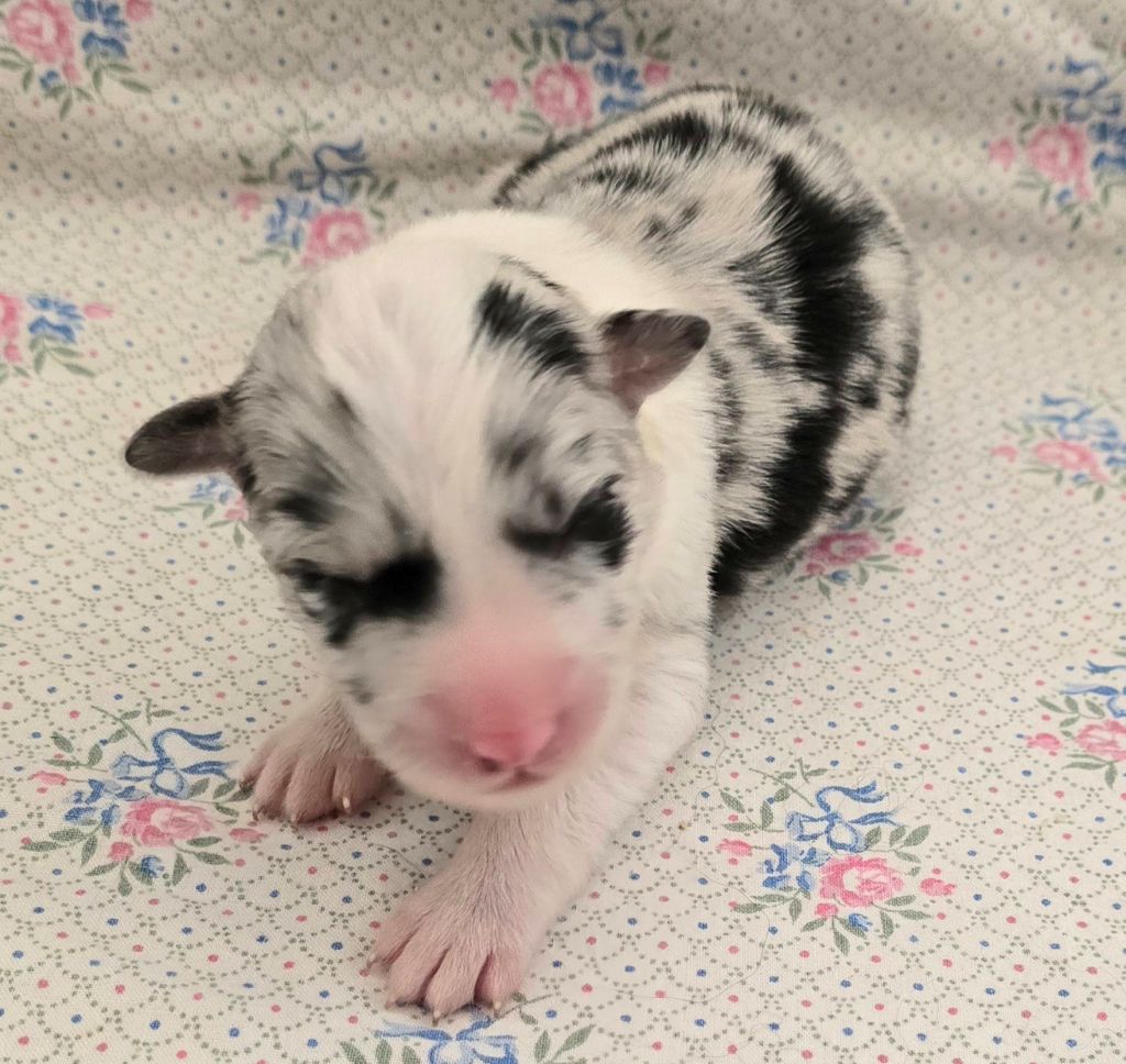 du Paradis des P'tits Cracks - Chiots disponibles - Border Collie
