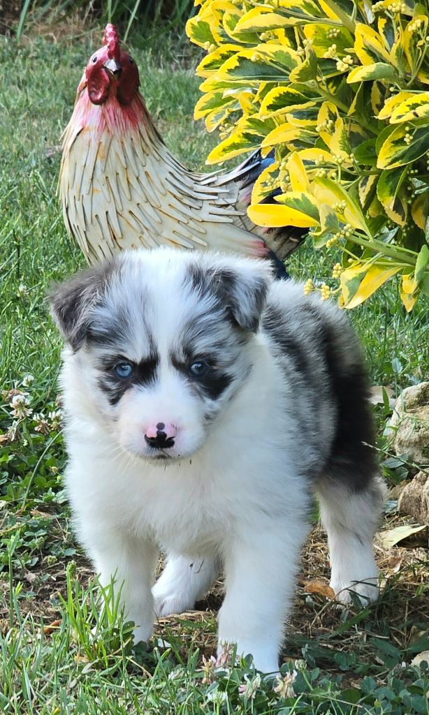 du Paradis des P'tits Cracks - Chiots disponibles - Border Collie