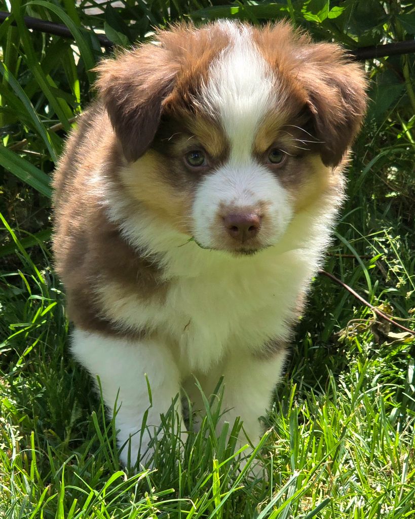 du Paradis des P'tits Cracks - Chiots disponibles - Berger Américain Miniature 