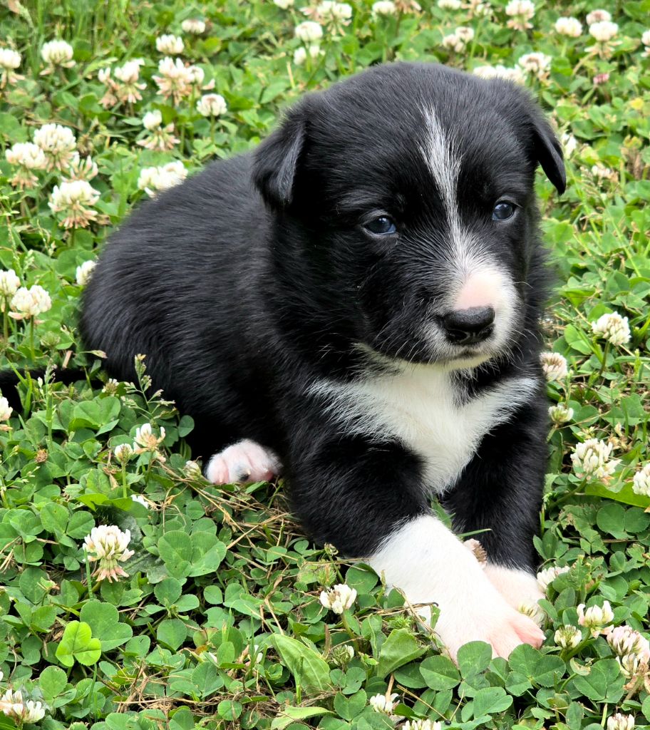 du Paradis des P'tits Cracks - Chiots disponibles - Border Collie
